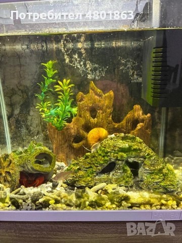 2бр оборудвани и готови аквариума !!!, снимка 5 - Аквариуми - 54359633