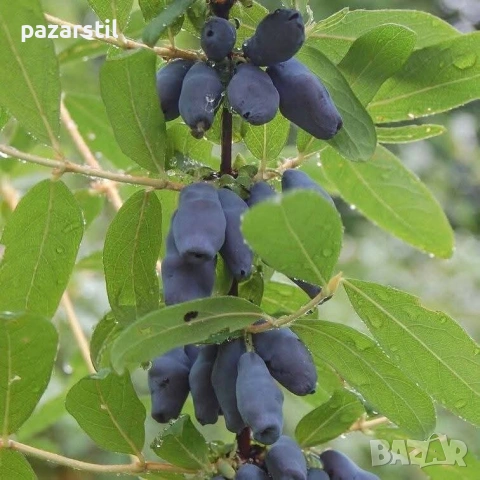 Камчатска боровинка - разсад, снимка 2 - Градински цветя и растения - 54563362
