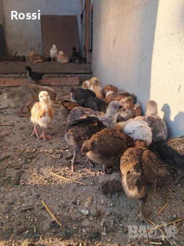 Дворни пилета за яйца и месо, снимка 2 - Кокошки и пуйки - 54238936