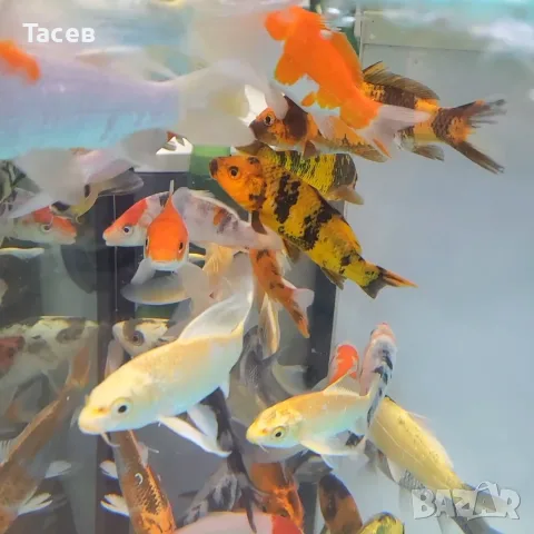 Японски шарани кои 12см