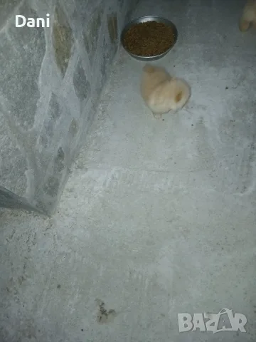 Mini Pomeran sladyri, снимка 12 - Померан - 55631937