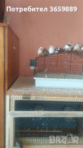 зеброви амадини
