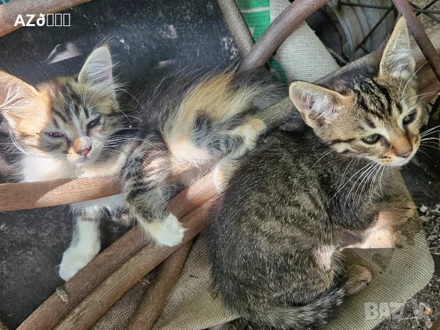 4 сладки котенца , снимка 5 - Други - 55335580