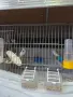Две тазгодишни канарчета и един мъжки., снимка 3