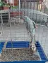 Продавам ръчно хранен Малък Александър от 2026 г., снимка 8
