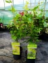 Японски клен Acer palmatum ‘Going Green’ – декоративен клен, снимка 2