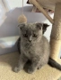 Британски късокосмести котенца, снимка 4