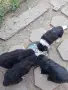 Каракачанско куче , снимка 2