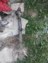 хидравлична рейка за Мазда 6 2.0 д 121 к.с 2003г без течове и луфтове, снимка 1