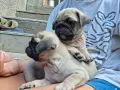 Мопс малки  ....., снимка 4