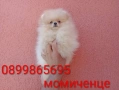 Женски Померан на 3 месеца. Реални снимки от 15.06.26 г. , снимка 1