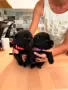 Шиперке / Schipperke, снимка 6