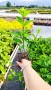 Хортензия паникулата Пинки Уинки, Hydrangea paniculata Pinky Winky, снимка 4