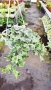  Кошница с Бръшлян Бяло чудо, Hedera helix White Wonder, студоустойчив, снимка 8