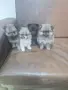 Померан кучета ., снимка 1