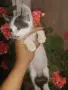 Търсят нови стопани , снимка 3