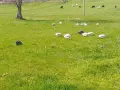 Яйца от свободно отглеждани токачки. , снимка 3