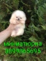 Миниатюрно мини момченце. Мини Померан. Реални снимки от 17.06.26 г. , снимка 1