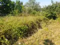 КОСЕНЕ РЯЗАНЕ НА ДЪРВЕТА И КЛОНИ , снимка 2