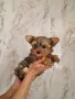 Женско йорки супер кученце, снимка 1