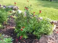 Салвия (Salvia greggii) 'Lipstick', снимка 4