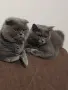 Британска котка, снимка 5