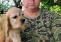 Кокер Шпаньол - , снимка 3