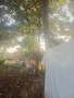 Дърво пауловния , снимка 1