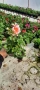ОБИКНОВЕНО МУШКАТО ( Pelargonium ) – красиво, здраво и богато цъфтящо. Пазарджик , снимка 3