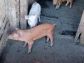 Прасета шест броя, снимка 4