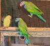 Китайски александър двойка(Psittacula derbiana), снимка 1