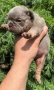 Френски булдог/French Bulldog , снимка 6