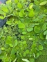 Прекрасни водни растения, снимка 4