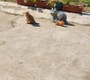 Кокер Шпаньол , снимка 6