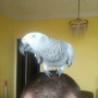 Папагал Жако, снимка 4