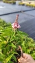 Будлея Розова наслада, Buddleja Pink Delight, снимка 9