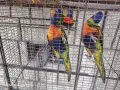 папагали многоцветни лори, снимка 3