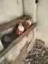 Чирпански гълъби., снимка 4