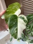 Monstera Albo Variegata (Монстера Албо Вариегата), снимка 6