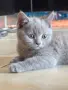 Продават се 2 шотландски клепоухи и едно британче, снимка 11