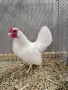 Продавам бял Розкомб, снимка 2