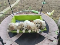 Продават се кокер шпаньоли, снимка 6