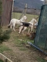 Дого Аржентино / Dogo argentino , снимка 9
