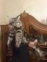 Мейн куун котета, снимка 5