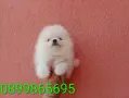 Мъжки и женски Померани. Изпращам клипове!, снимка 4