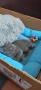 Котенца, снимка 4