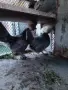Индийски бегач, неми патици,гъски,холандска качулата,пуйки и мини кохини, снимка 8