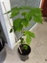 Хартиено дърво Broussonetia papyrifera, снимка 2