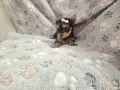 йорквширски териер момиченце, снимка 4