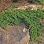 Juniperus procumbens Nana (Прокумбенс Нана, снимка 3